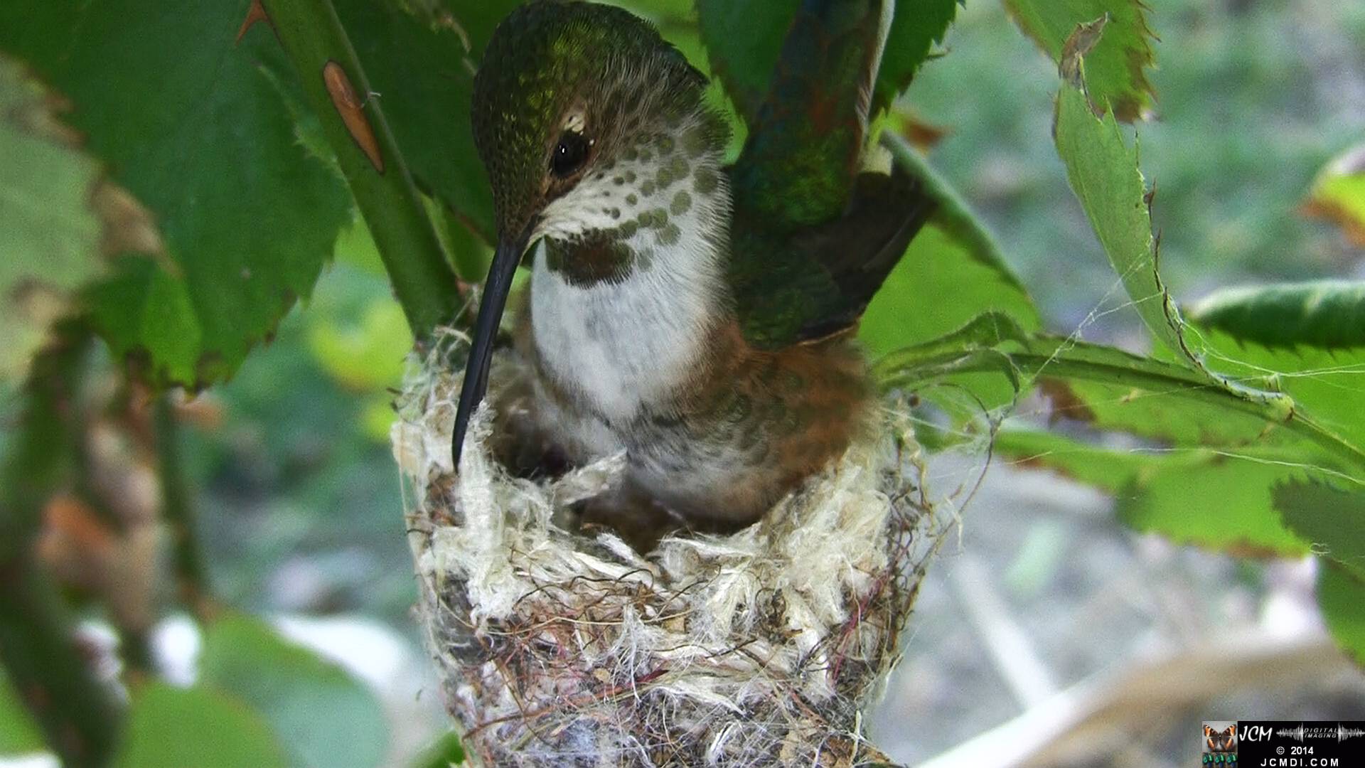 Allen's Hummingbird female in nest 